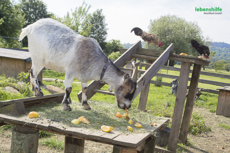 Weidenhof Ziege Futter